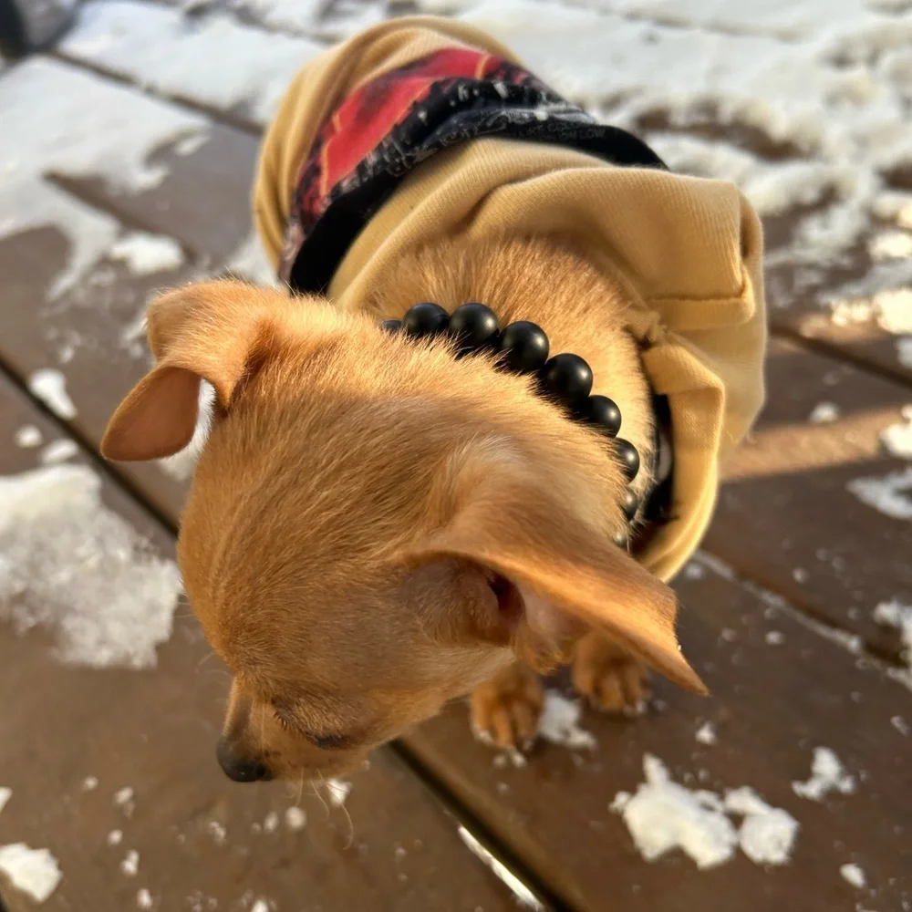 C U S T O M•O R D E R S puppy collars elastic beaded healing stones NWT